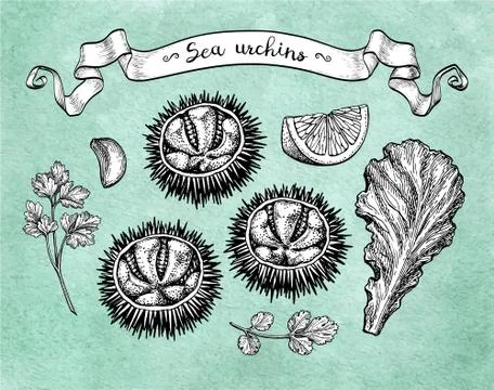 Ink sketch of urchin. Stock Illustration