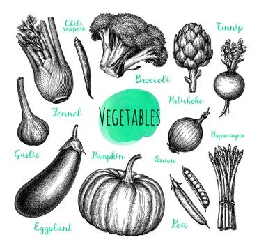 Ink sketch of vegetables. Stock Illustration