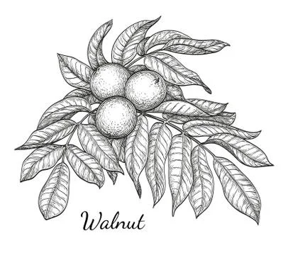 Ink sketch of walnut branch. Stock Illustration