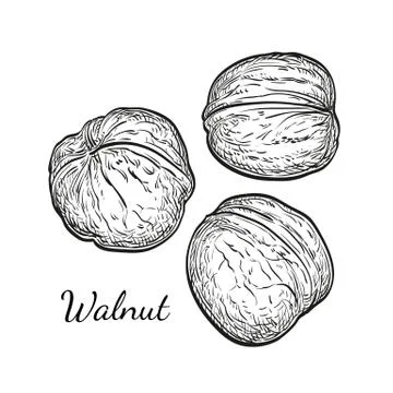 Ink sketch of walnuts Stock Illustration