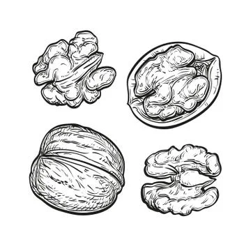 Ink sketch of walnuts Stock Illustration