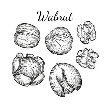 Ink sketch of walnuts Illustrazione stock