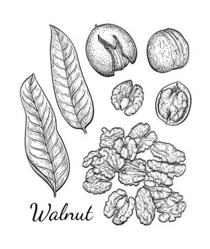 Ink sketch of walnuts Stock Illustration