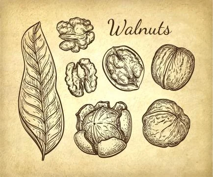 Ink sketch of walnuts Stock Illustration