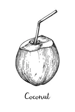 Ink sketch of young green coconuts. Stock-Illustration