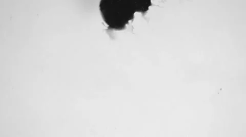 Ink splatter Stock Footage 33732009