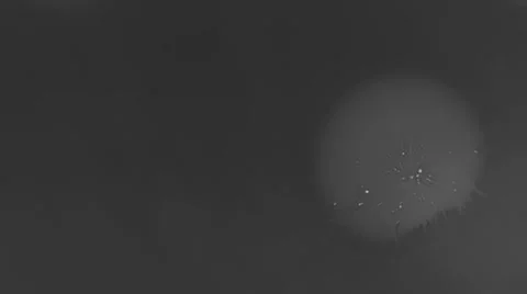 Ink splatter Stock Footage 33733092