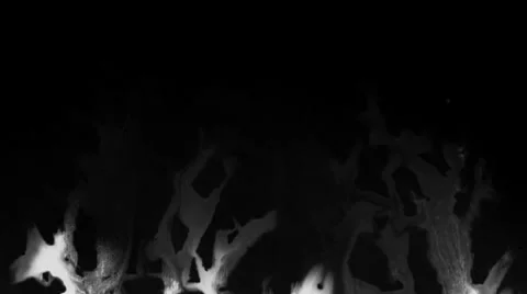 Ink splatter Stock Footage 33734226