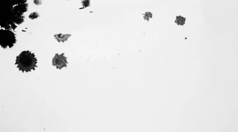 Ink splatter on white Vidéo 60805679