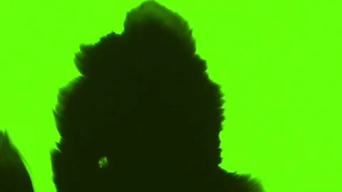 Ink transition green screen 92 1 Stock Footage 295022342