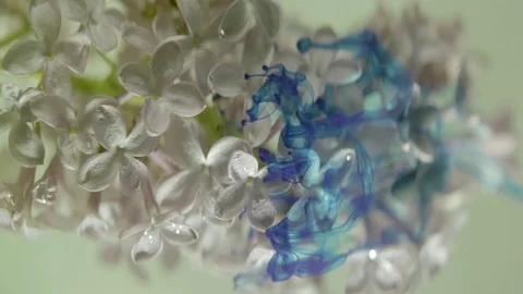 Ink in water with a flower Stock Footage 76662167