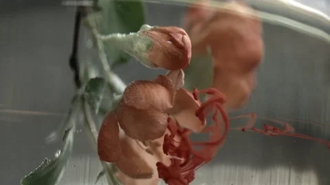 Ink in water with a flower Stock Footage 76664951