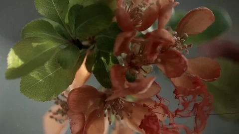 Ink in water with a flower Stock Footage 76884305