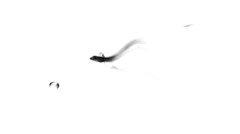 Ink in water on a white background Stock Footage 52515000