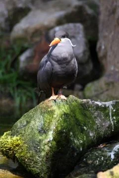 Inkaseeschwalbe Stock Photos