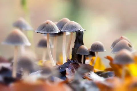 Inkcap - foliage 库存照片
