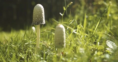 Inkcap Mushrooms Stock Footage 139755613