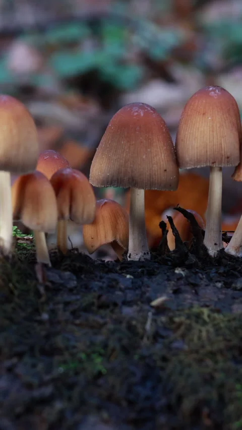 Inkcap mushrooms growing on mossy log, smooth slider motion. Vertical Stock Footage 342936247