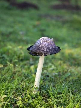 Inkcap Toadstool Stock Photos