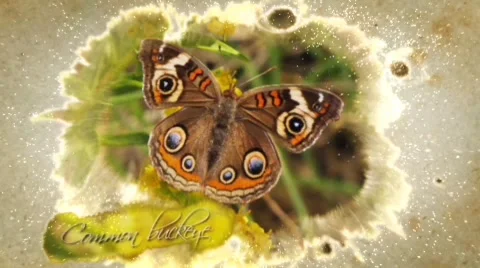 Inks Slide Stock After Effects