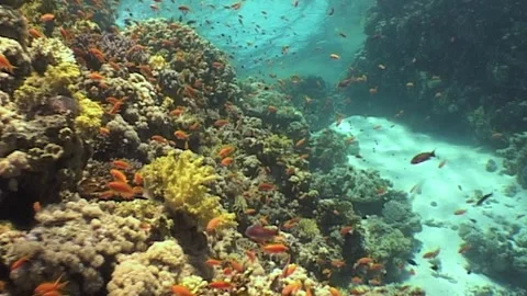 Inlet Of Coral Reef Stock Footage 292622501