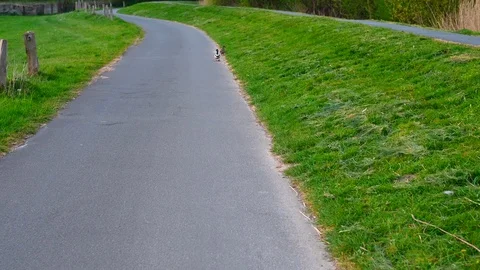 On an inliner ride past a dike, two ducks are in the way Stock Footage 129069461