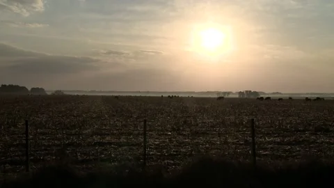 An inmense field background Stock Footage 139283958