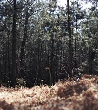 The inmensity of the forest Stock-Fotos