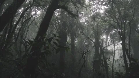 Inmersive Monteverde Cloud Forest, Costa Rica Stock Footage 205004605