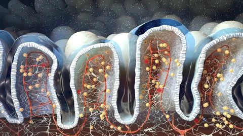Innate Lymphoid Cells in Mucosal Immunity Stock Illustration