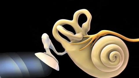 Innate lymphoid cells that secrete effector cytokines and are the innate coun Stock Illustration