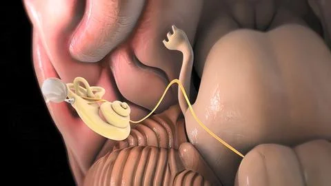 Innate lymphoid cells that secrete effector cytokines and are the innate coun Stock Illustration
