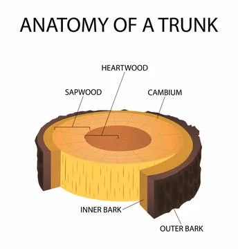 Inner bark of a tree, Cross section of a tree, anatomy of a trunk Stock Illustration