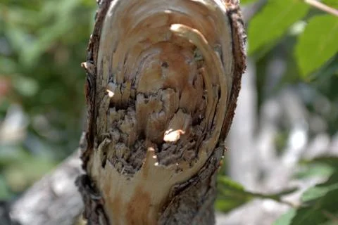 Inner Branch Foto stock