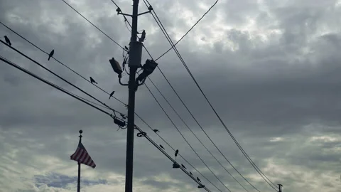 Inner City Crows on Power Line And Sneaker with American Flag Stock Footage 220725235