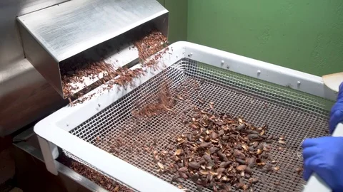 Inner cocoa bean is broken into small pieces called cocoa nibs. Stock Footage 88987048