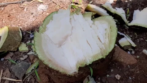 Inner contents of the papaya tree trunk	 Stock Footage 285834052