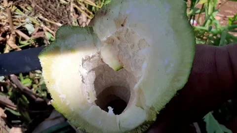 Inner contents of the papaya tree trunk	 Stock Footage 285834059