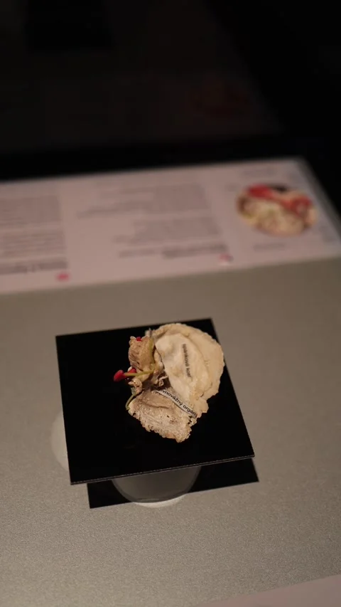 Inner ear anatomical model Stock Footage 331233049