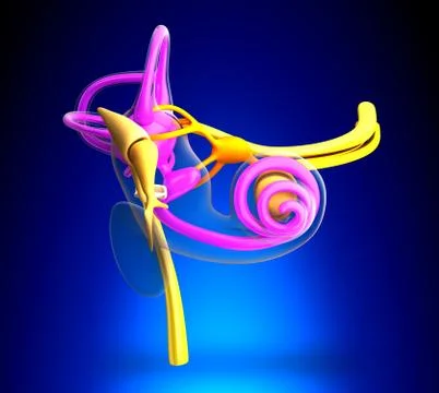 Inner Ear Anatomy on blue background 스톡 일러스트