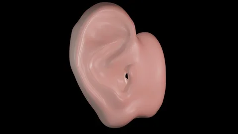 Inner Ear Anatomy 스톡 동영상 122174458