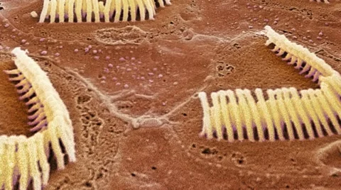 Inner ear hair cells, SEM Stock Footage