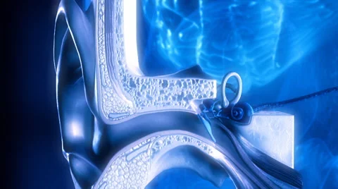 Inner ear. Hearing process. Medical animation. Video stock 44559031
