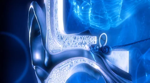 Inner ear. Hearing process. Medical animation. 動画素材 44559869