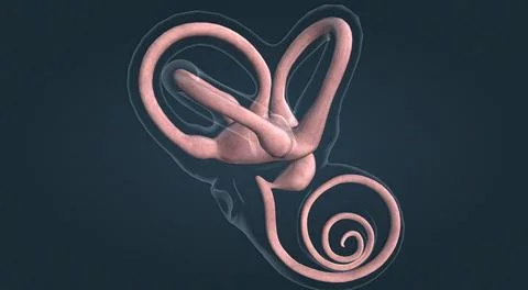 The inner ear is the innermost part of the vertebrate ear. In vertebrates, th Stock Illustration