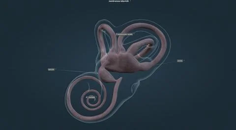 The inner ear is the innermost part of the vertebrate ear. In vertebrates, th Stock Illustration