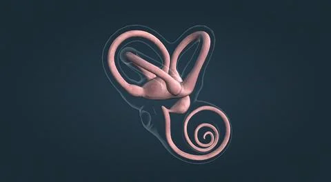 The inner ear is the innermost part of the vertebrate ear. In vertebrates, th Stock Illustration