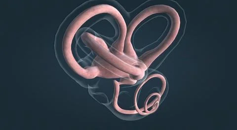 The inner ear is the innermost part of the vertebrate ear. In vertebrates, th Stock Illustration