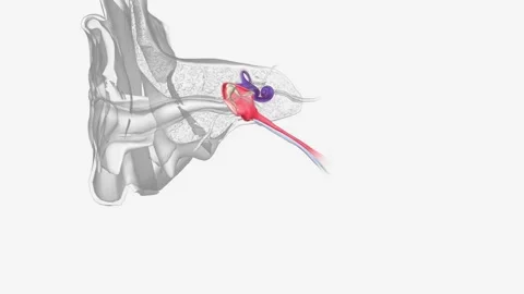 The inner ear (internal ear, auris interna) is the innermost part of the Stock Footage 271031455