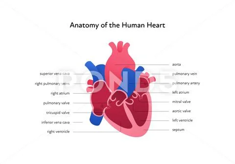 Inner organ cross section with text caption anatomical diagram: Graphic ...